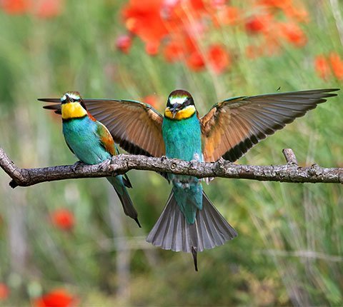 Bird Control