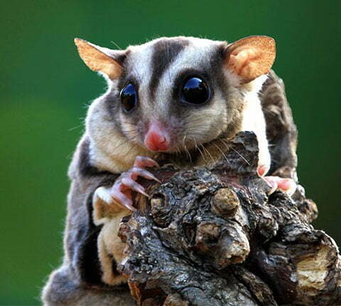 Possum Removal