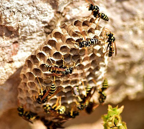 Wasps Control