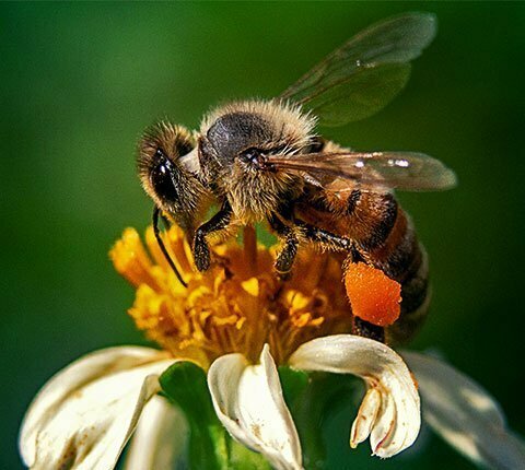 Bee Control