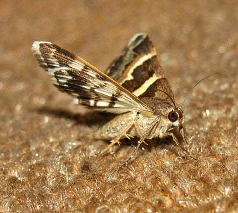 Moth Control