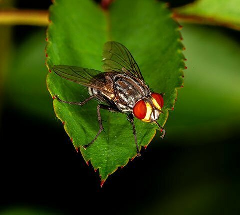 Fly Control