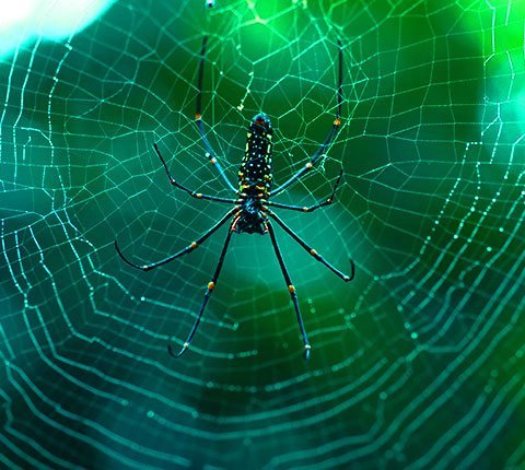 Spider Control