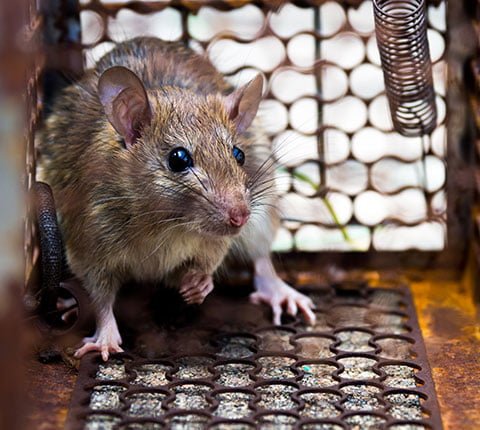 Rat Removal
