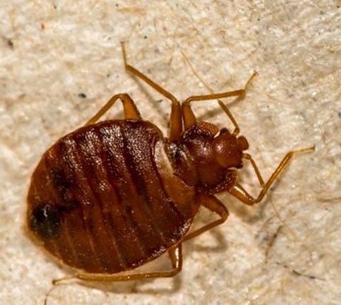 Bed Bug Control