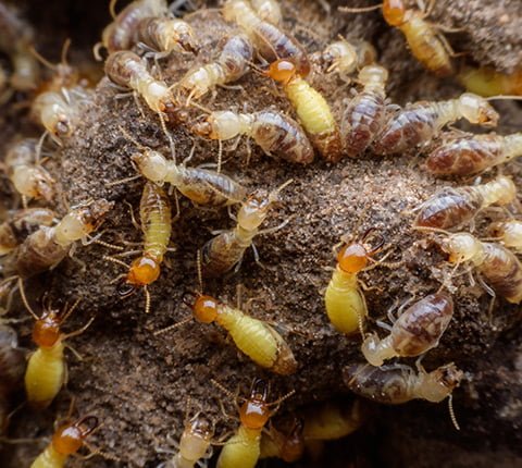 Termite Control