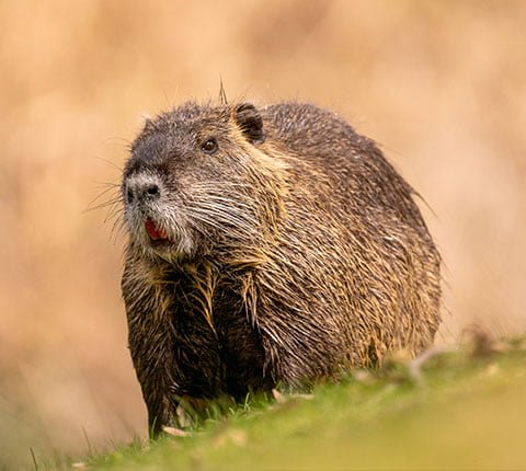 Rodent Control