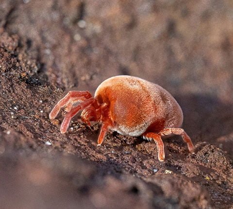 Mites Control