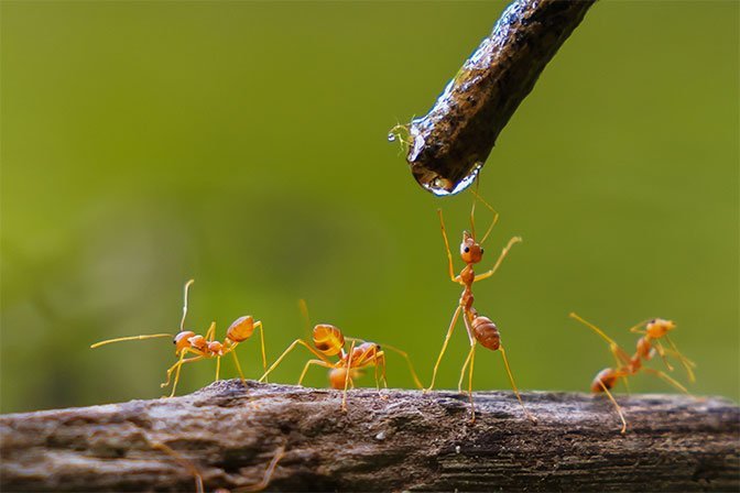 Ants Control