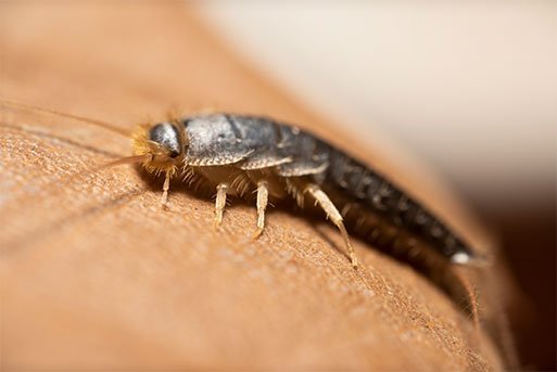 Silverfish Control