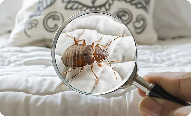 Bed Bug Control Melbourne