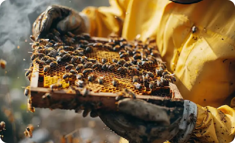 Bee Control Melbourne