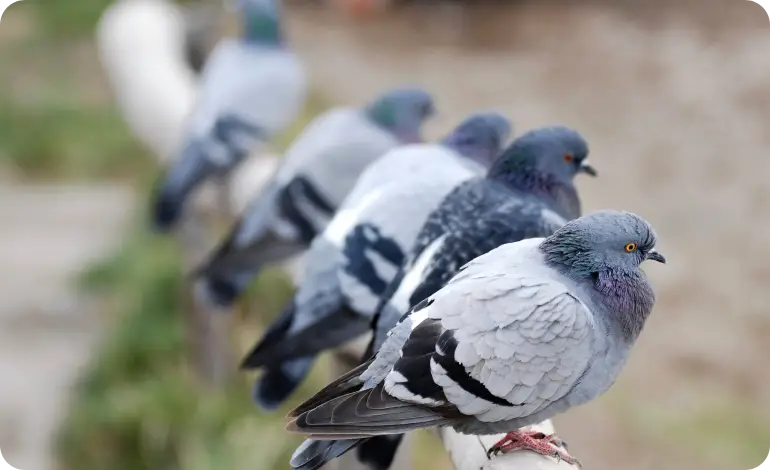 Bird Control Melbourne
