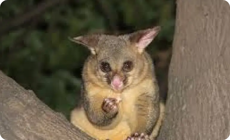 Possum Control Melbourne