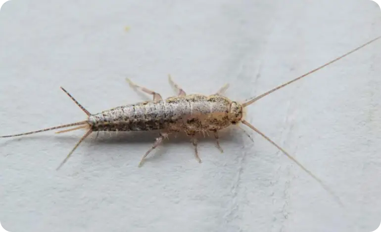 Silverfish Control Melbourne