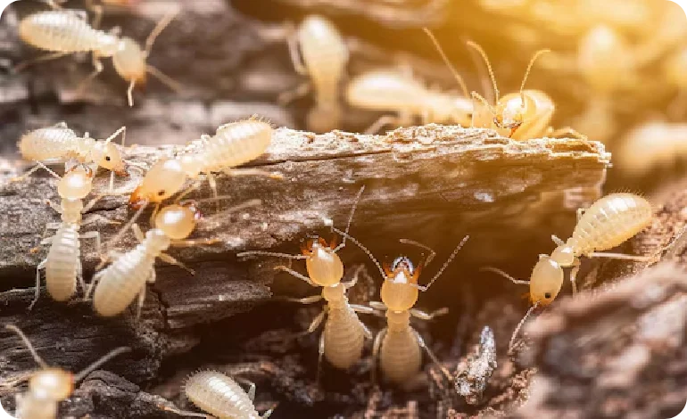 Termite Control Melbourne
